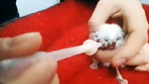 A pet owner says he was left stunned when his cat gave birth to a kitten with two heads and three eyes.